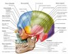 TERAPIA CRNEO-SACRAL